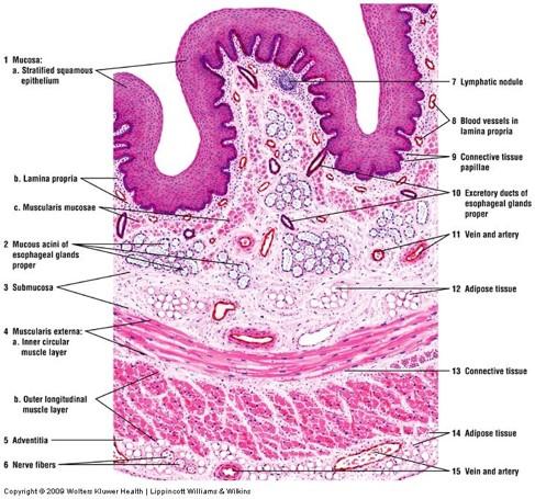 Print Vertebrate Histology Exam 4 flashcards | Easy Notecards