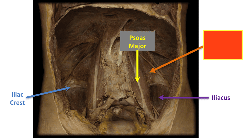 Quadratus Lumborum Muscle Anatomy Function Pathology