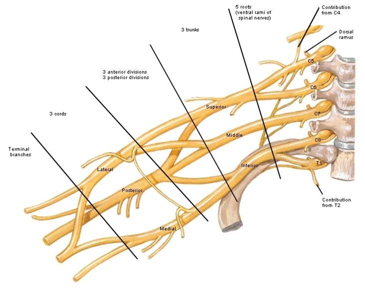 UE Anatomy Lectures Flashcards | Easy Notecards