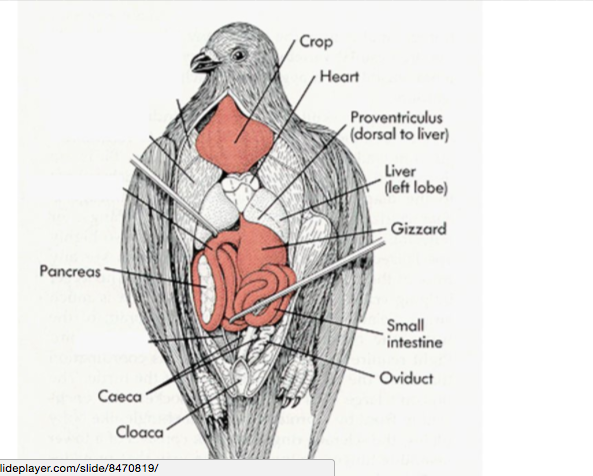 Vertebrate Flashcards | Easy Notecards