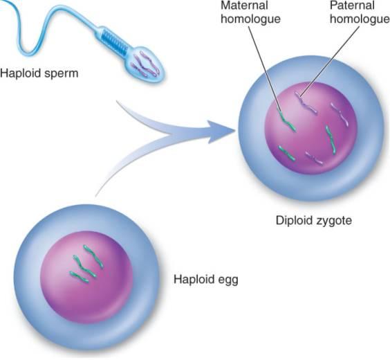 Print Meiosis Vocabulary flashcards | Easy Notecards