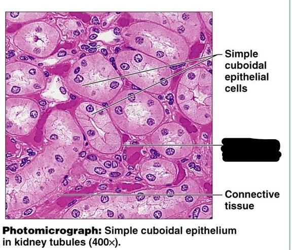 Terminology Tissues Lab Festival Flashcards Easy Notecards