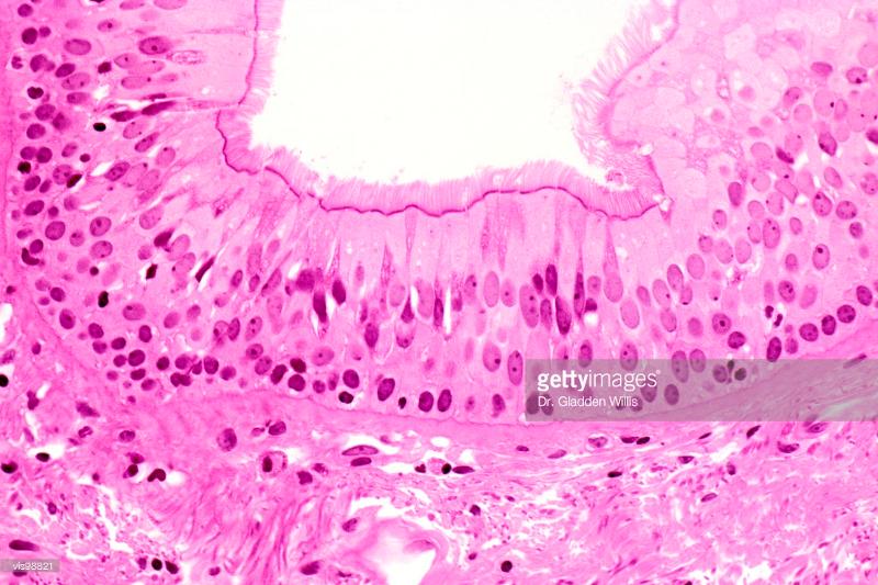 Print Histology flashcards | Easy Notecards