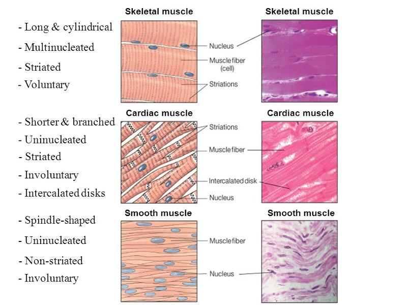 CELLS AND TISSUES IN HEALTH AND DISEASE Flashcards | Easy Notecards