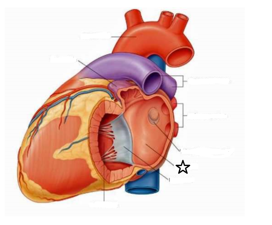 Download Heart Anatomy Flashcards | Easy Notecards