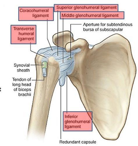 Ligaments Of The Upper Limb Flashcards Easy Notecards