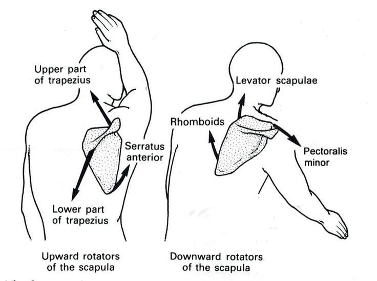 PTA 120 - Shoulder Girdle/Joint - Quiz 6 Flashcards | Easy Notecards