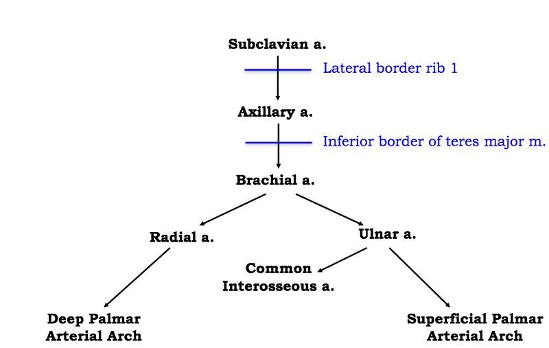 Arteries Of Upper Limb Flow Chart A Visual Reference Of Charts Chart Master