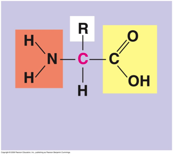 Chapter 5 Flashcards | Easy Notecards