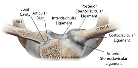 PTA 120 - Shoulder Girdle/Joint - Quiz 6 Flashcards | Easy Notecards