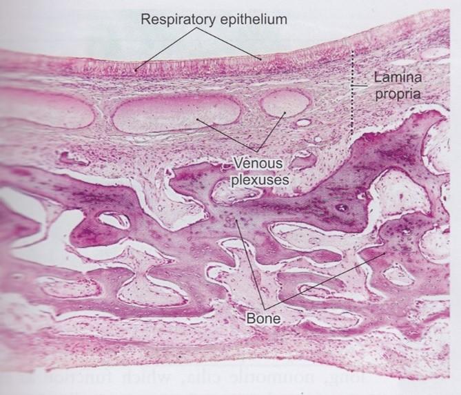 Vertebrate Histology Exam 4 Flashcards | Easy Notecards