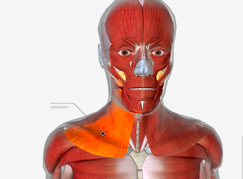 Подкожная мышца шеи platysma