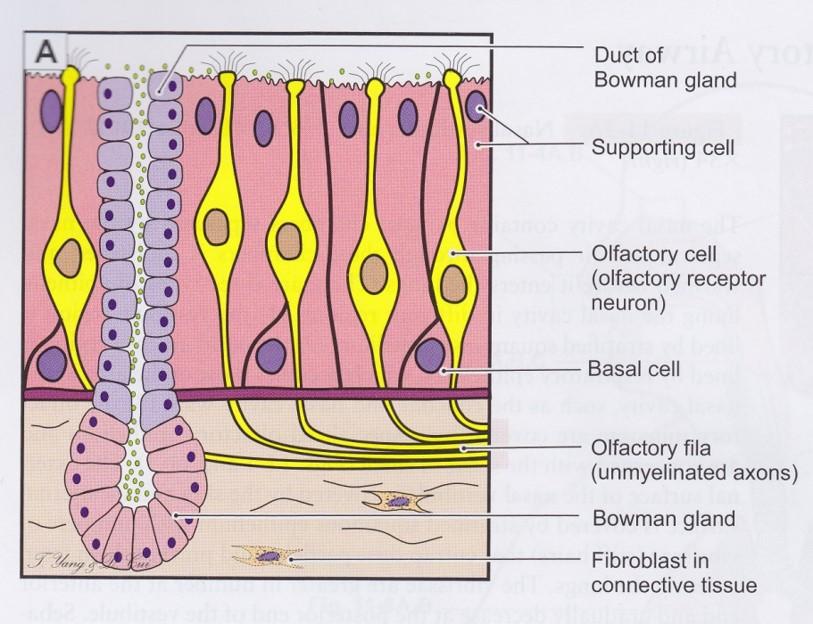 Vertebrate Histology Exam 4 Flashcards | Easy Notecards