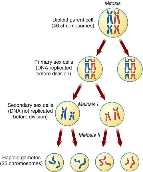 Meiosis Note card Assignment Flashcards | Easy Notecards