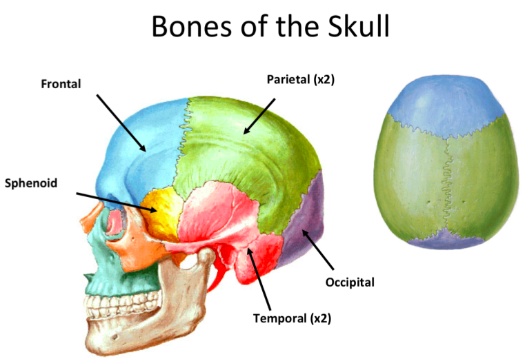 Print gross anatomy exam I - bones and OIIA flashcards | Easy Notecards