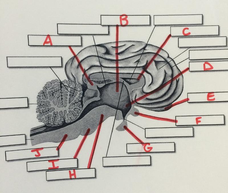 Brain Structure (Diagram) Flashcards | Easy Notecards