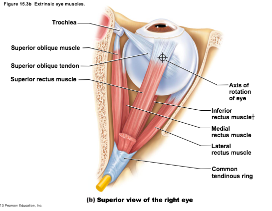 Diagram Of Extrinsic Eye Muscles Gallery - How To Guide 