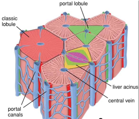 Микроскопическое строение печени. Печеночная долька гистология. Строение печеночной дольки гистология. Портальная долька печени гистология. Ацинус печени гистология.