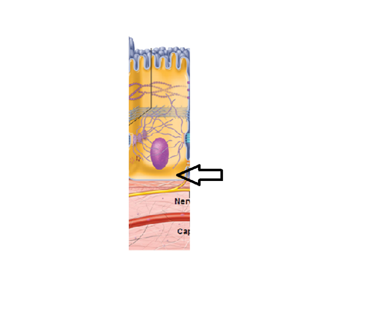 Anatomy: Epithelial Tissue Hon Flashcards | Easy Notecards