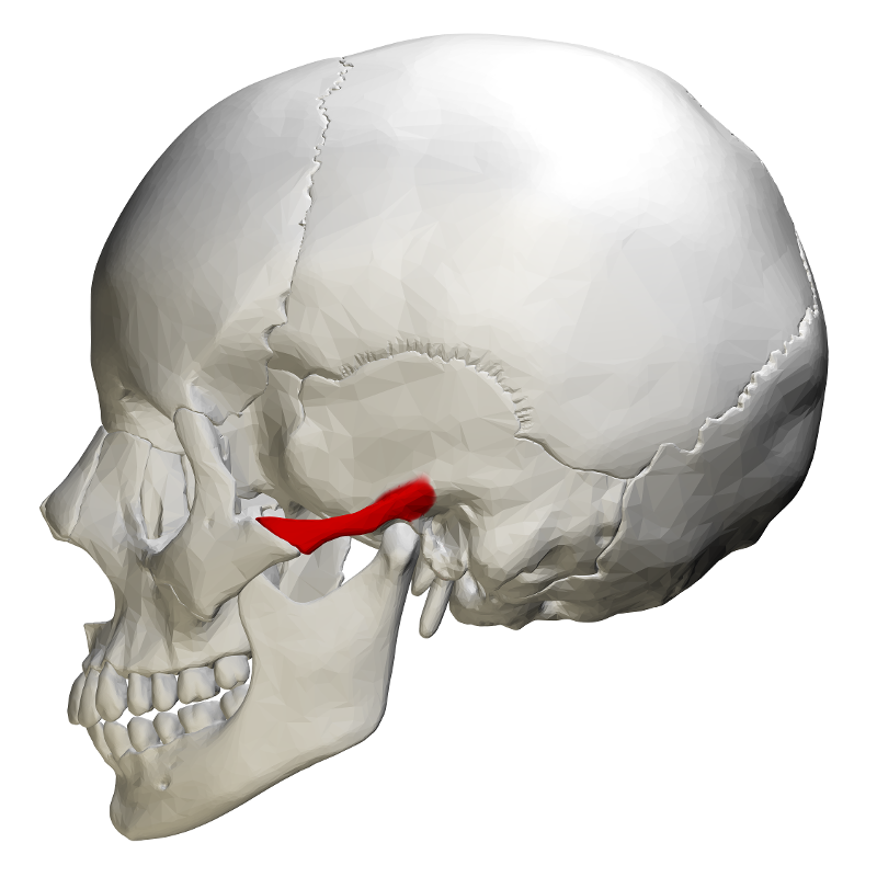 RA L2: Facial Bones Flashcards | Easy Notecards