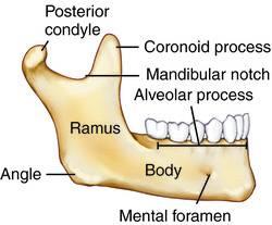 Print RA L2: Facial Bones flashcards | Easy Notecards