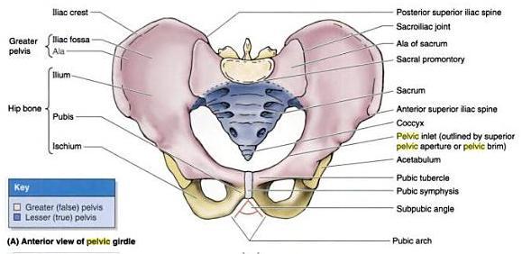 Print Appendicular Skeleton Flashcards Easy Notecards