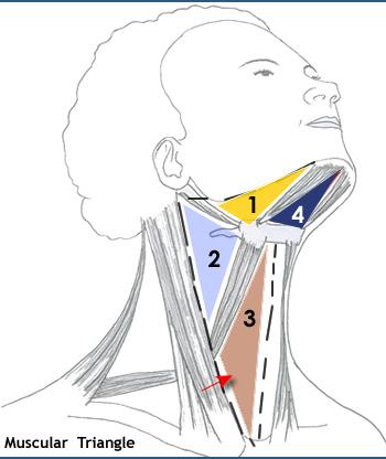 Print Muscular System flashcards | Easy Notecards