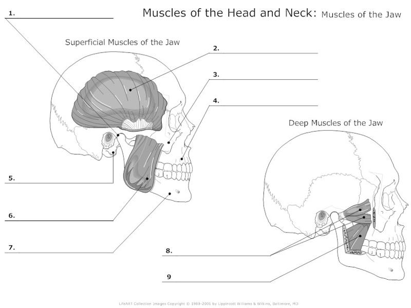 Print Muscular System flashcards | Easy Notecards