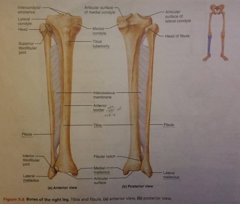 Tibia Bone Markings