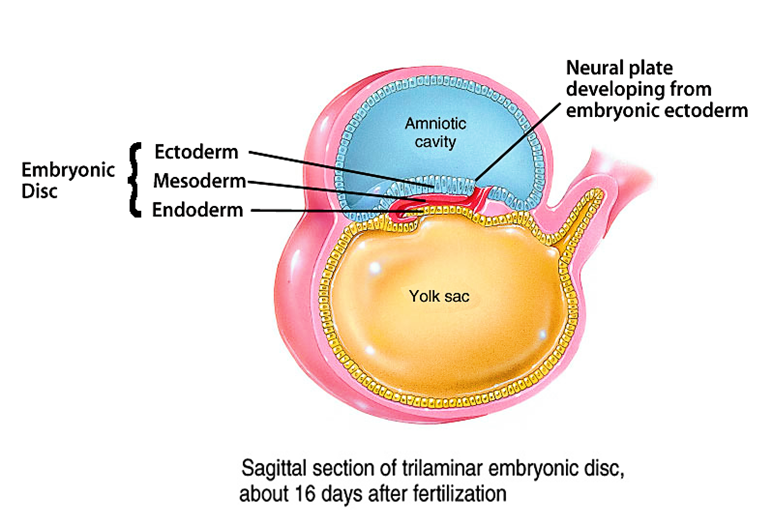 embryonic disc formation