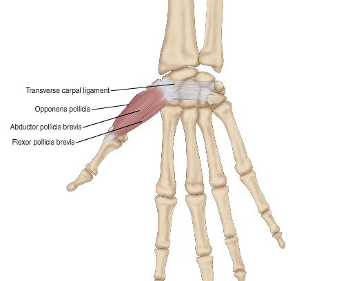 Пальцы кисти функция. Abductor pollicis Brevis. Короткий сгибатель большого пальца кисти m. Flexor pollicis Brevis. М. Flexor digiti Minimi Brevis, короткий сгибатель мизинца. Мышца противопоставляющая мизинец кисти.