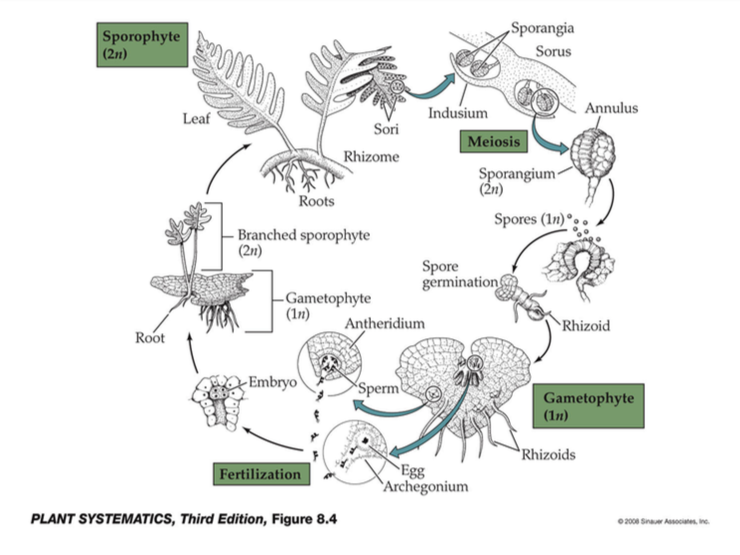 Primitive Angiosperms+Monocots+fern stuff Flashcards | Easy Notecards