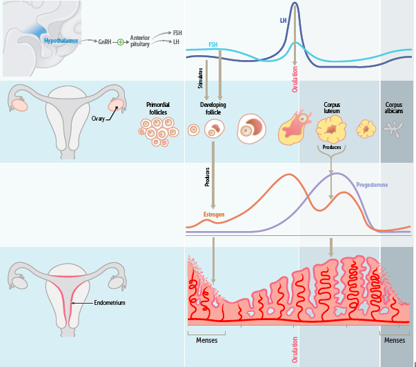 Repro Menstruation and Pregnancy Flashcards | Easy Notecards