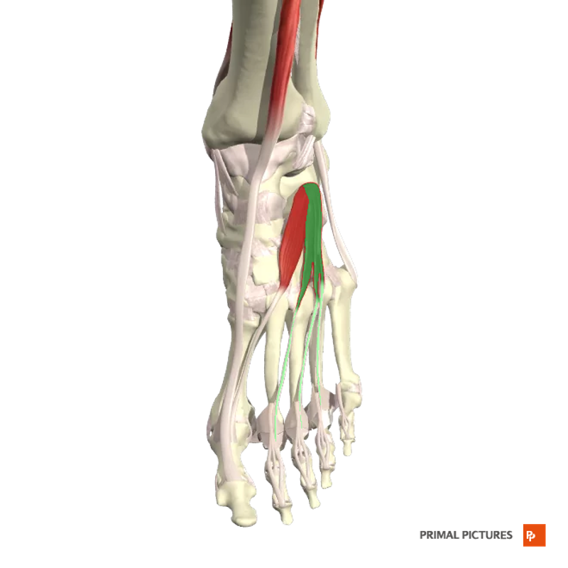 Muscles of Foot Flashcards | Easy Notecards