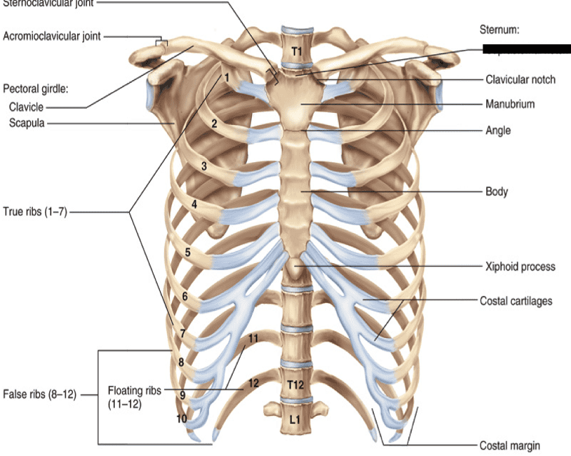 Ребра органы. Sternum manubrium. Ребра человека анатомия нумерация. Manubrium анатомия. Manubrium Rib.