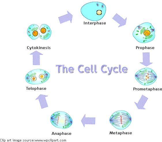 Cell division ch.4 Flashcards | Easy Notecards