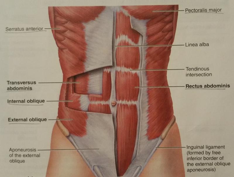 Activity 2 Identifying Muscles Of The Trunk Flashcards Easy Notecards