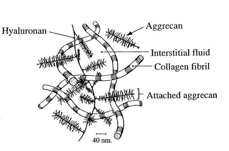 Protein interaction network