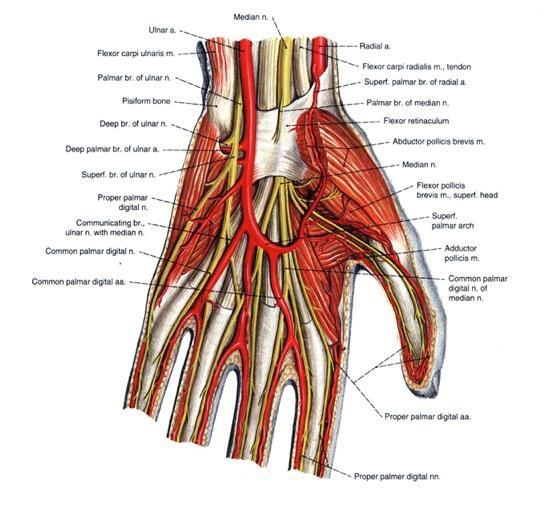 Каналы запястья топографическая анатомия схема