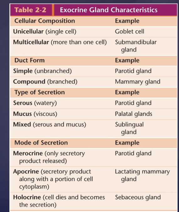 Print Vertibrate Histology Test 1 Flashcards Easy Notecards