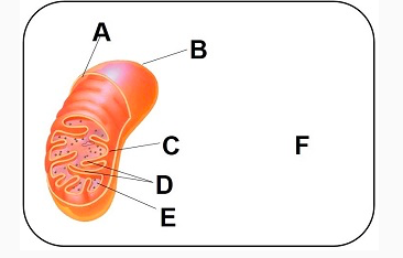 Animal Biology Exam 2 Flashcards | Easy Notecards