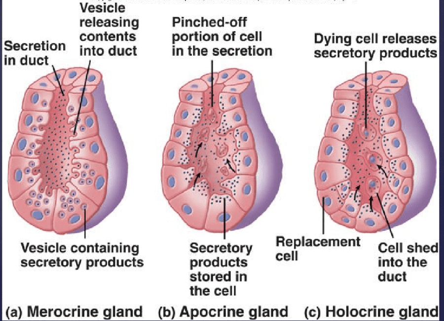 Print Vertibrate Histology Test 1 Flashcards Easy Notecards