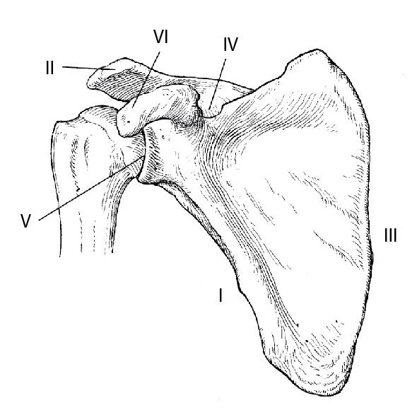 Blank Scapula Diagram