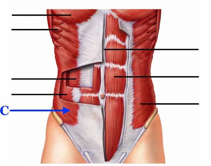 MYOLOGY: Axial Muscles: Abdominal Wall & Pelvic Floor ...