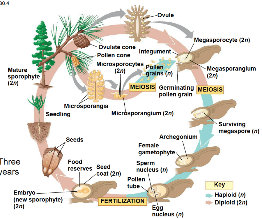 What Is The Sporophyte In A Pine Life Cycle - Forex Trading Guide, Tips ...