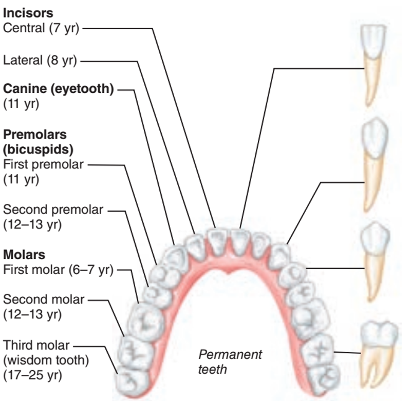 Collection 96+ Wallpaper Types Of Teeth And Their Functions With ...