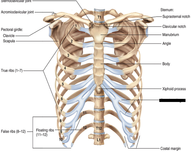 Грудина sternum