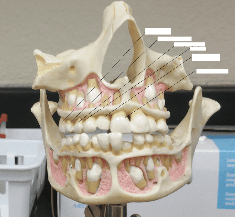 Activity 5+6: Identifying Types of teeth and Accessory Digestive Organs