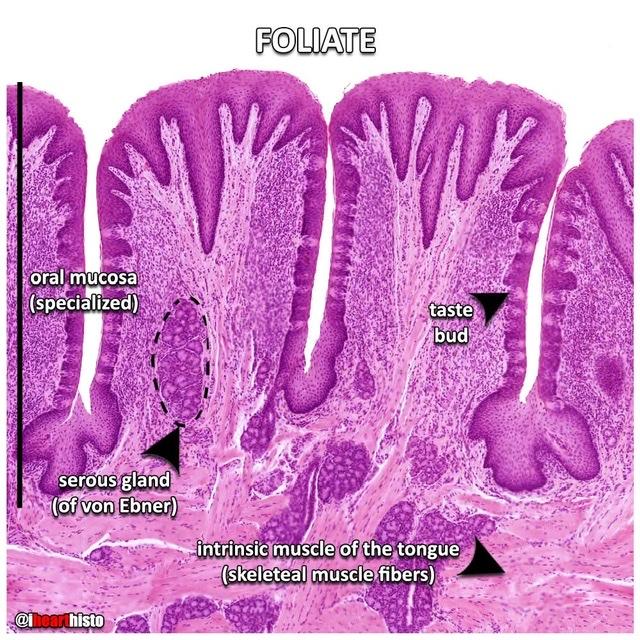 Mixing Movements Digestive System