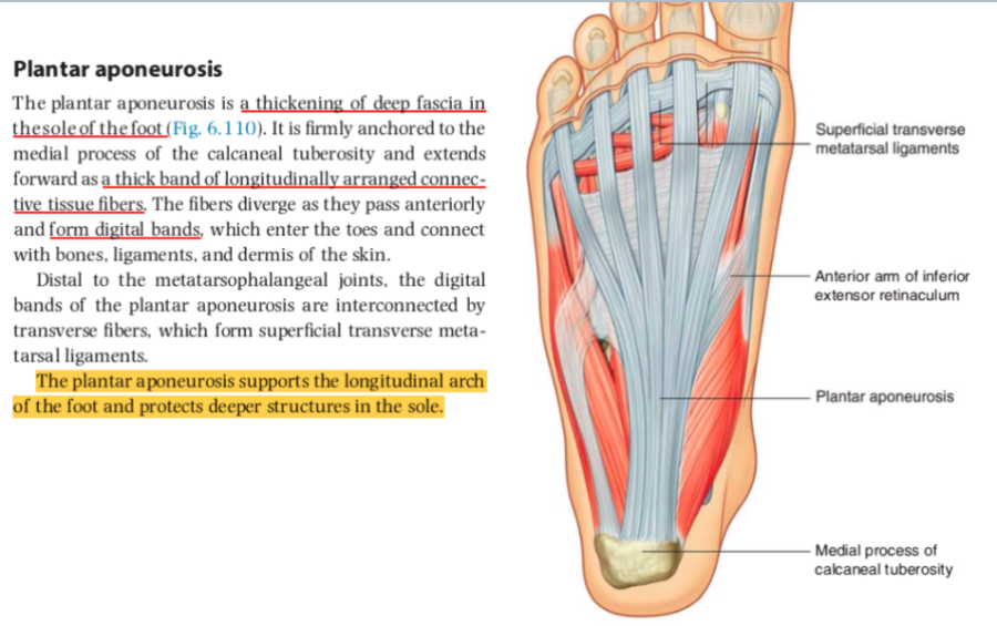 Подошвенный апоневроз фото